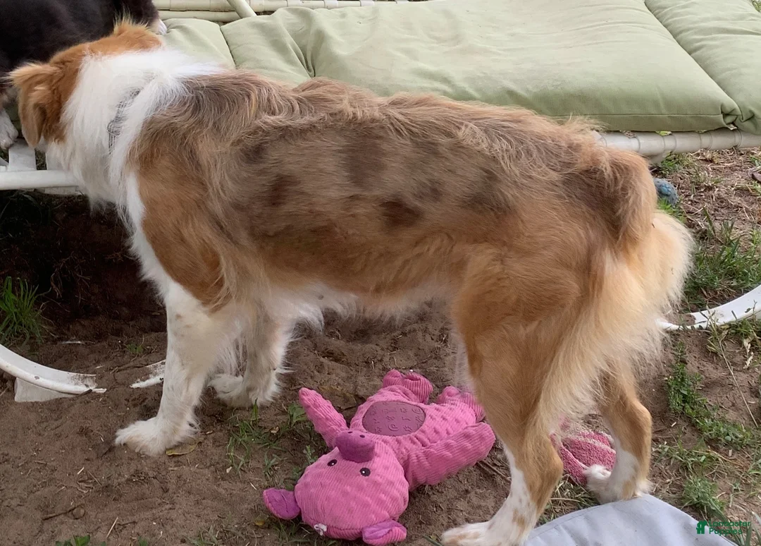 Australian Shepherd dogs for sale: Australian Shepherd 1 - Ad 2
