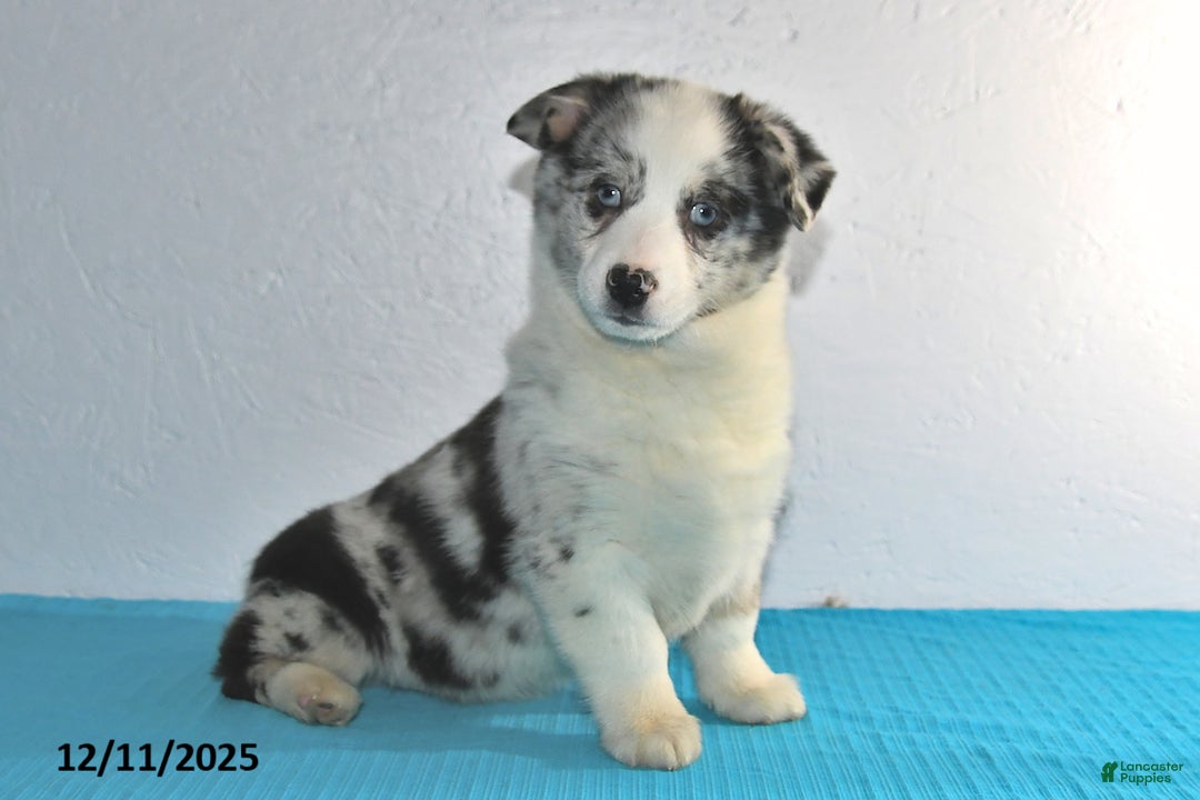 Mixed Breed dogs for sale: Tate - Ad 2