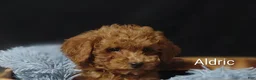Cavapoo dogs for sale: Aldric - Ad 13