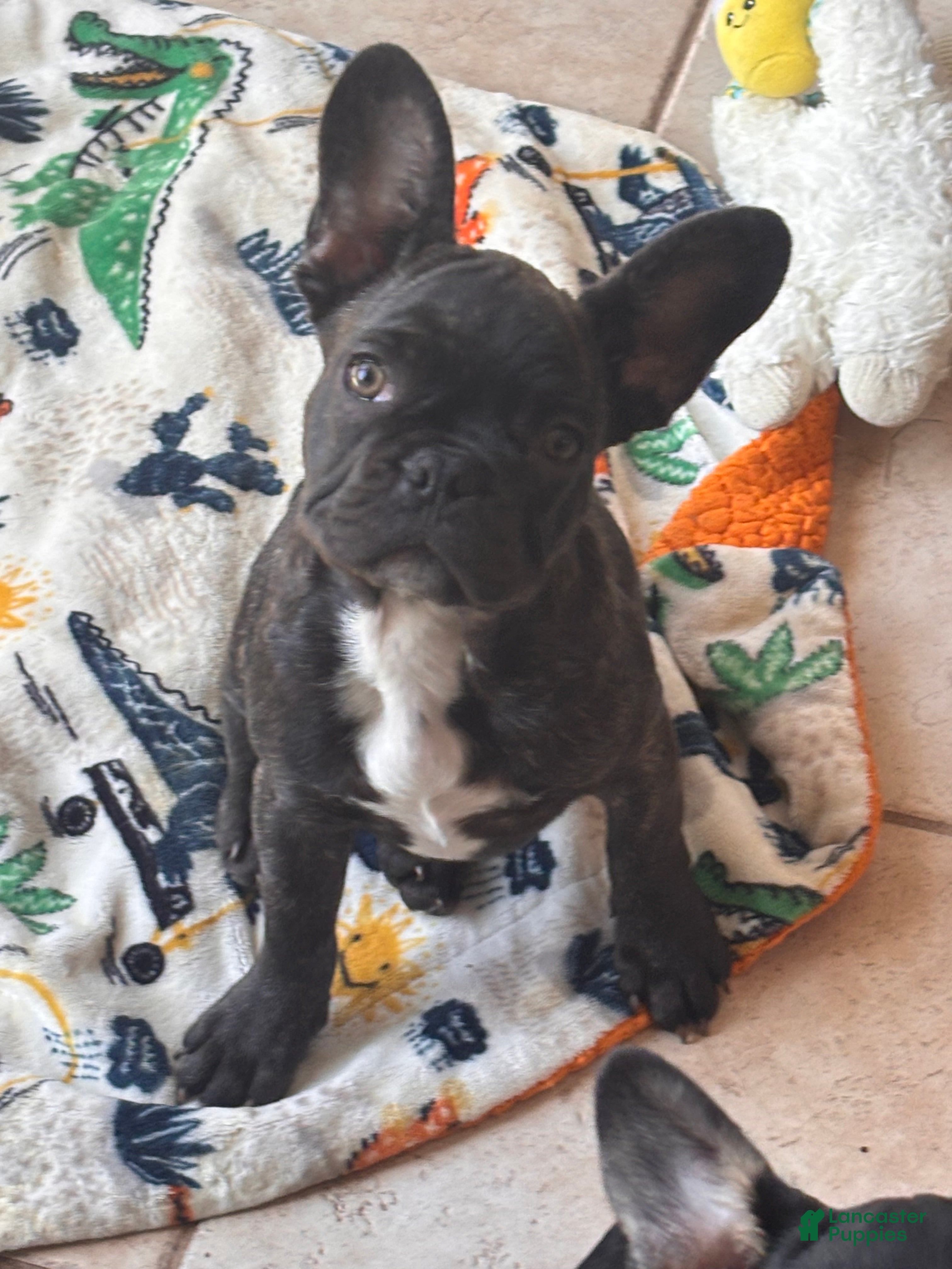 French Bulldog dogs Camo  - Ad 1