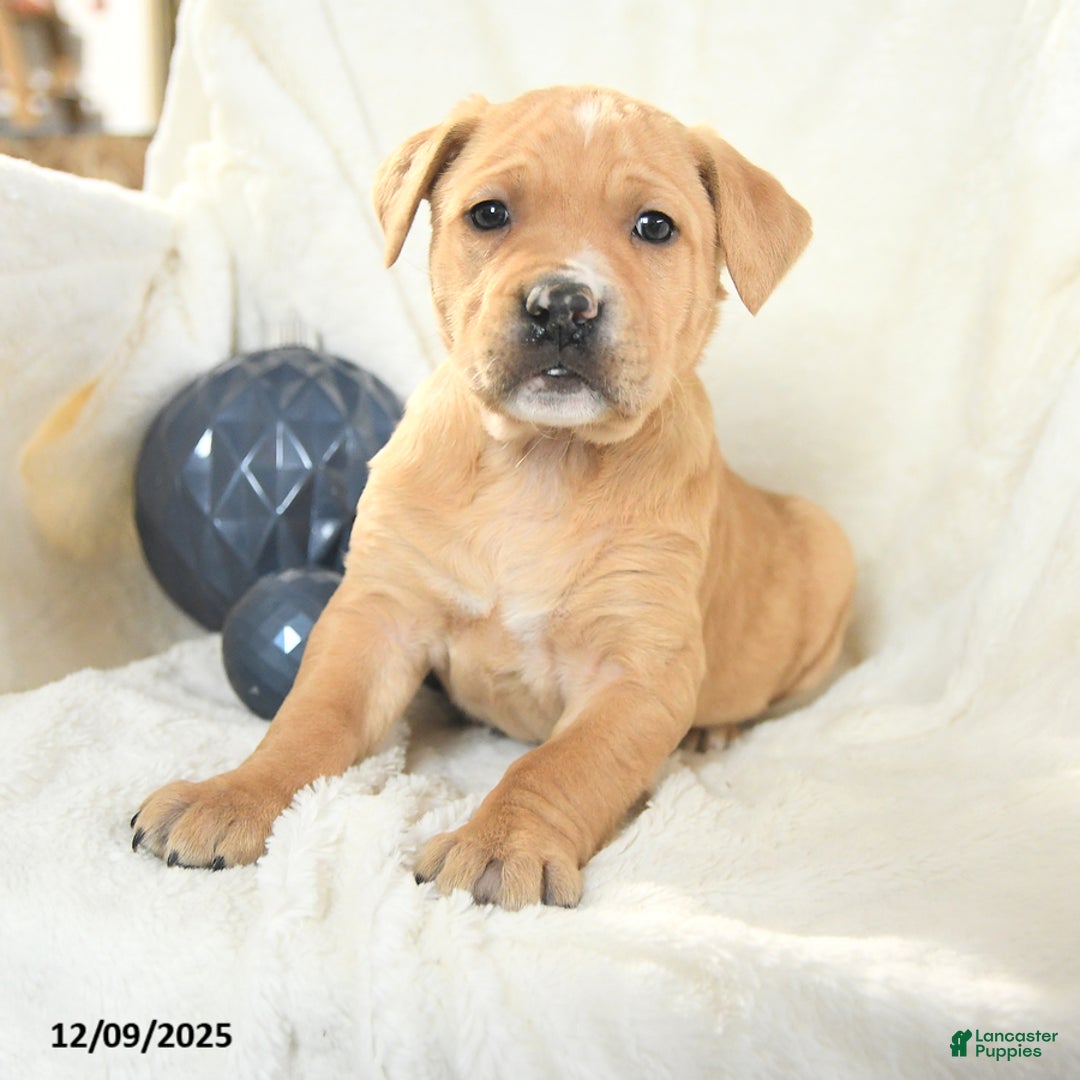 Mixed Breed dogs for sale: Maxwell - Ad 3