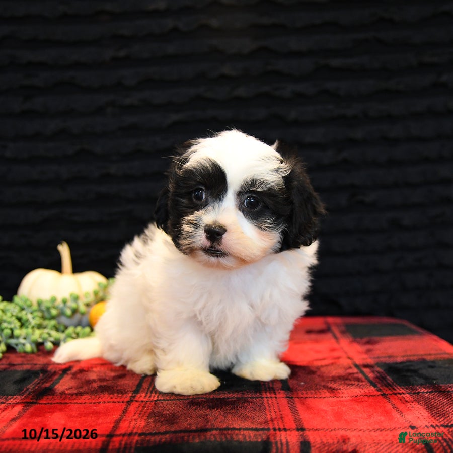 Teddy Bear dogs for sale: Pepper - Ad 1