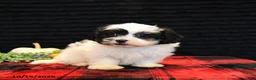 Teddy Bear dogs for sale: Pepper - Ad 1