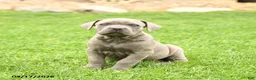 Cane Corso dogs for sale: Sterling - Ad 3