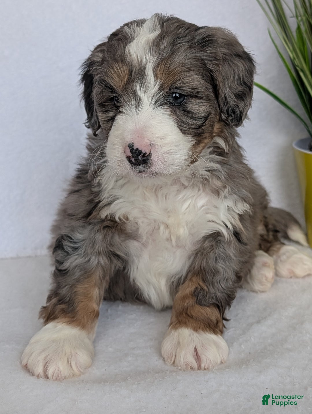 Mini Bernedoodle dogs for sale: Mini Bluey - Ad 16