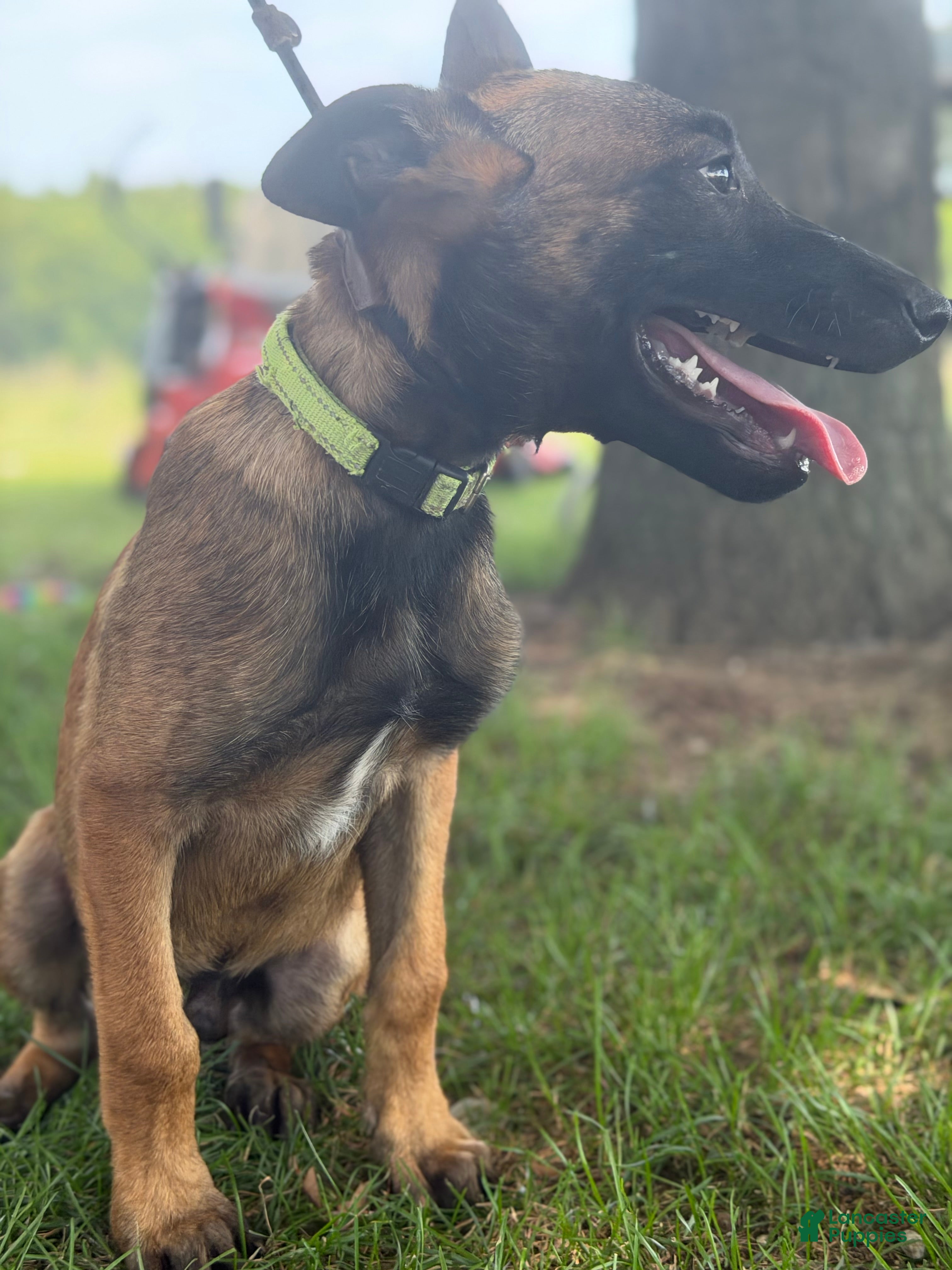 Belgian Malinois dogs Belgian Malinois 3 - Ad 2