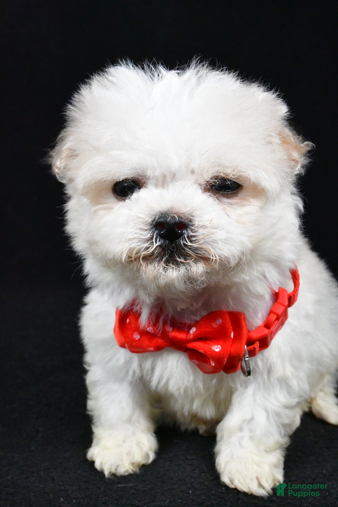 Havanese dogs for sale: Carson - Ad 6