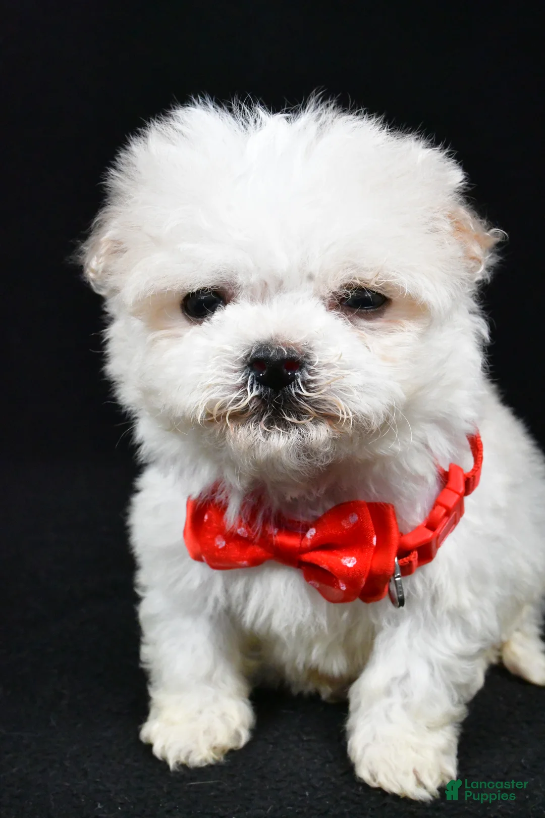 Havanese dogs for sale: Carson - Ad 6