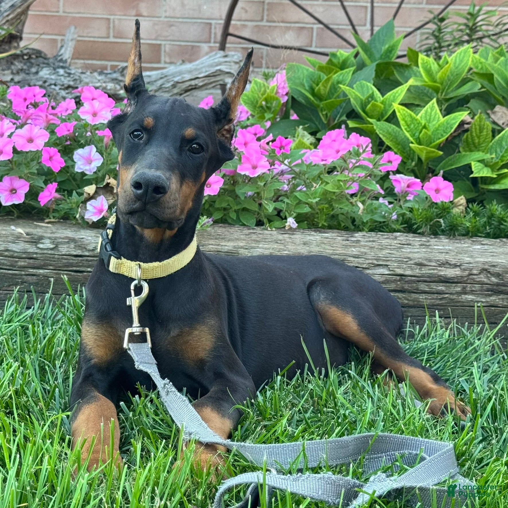 Doberman Pinscher dogs Zinnia - Ad 1