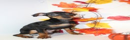 Miniature Pinscher dogs for sale: Rocky - Ad 5
