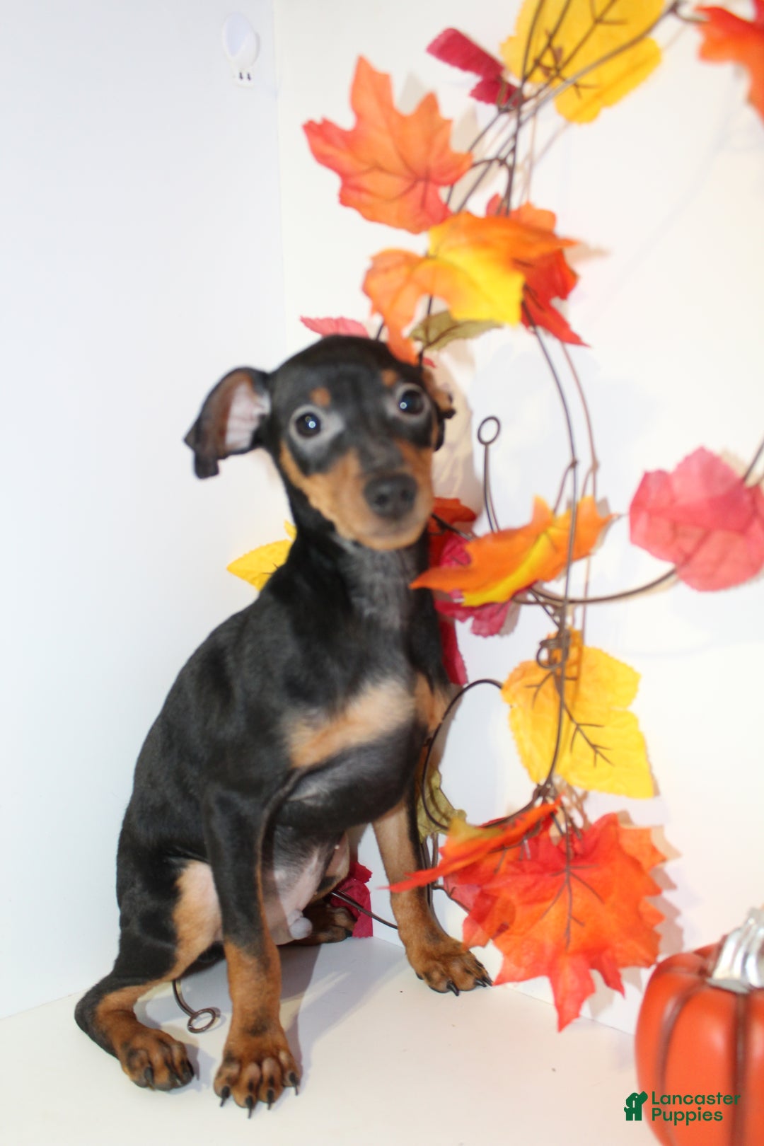 Miniature Pinscher dogs for sale: Rocky - Ad 5