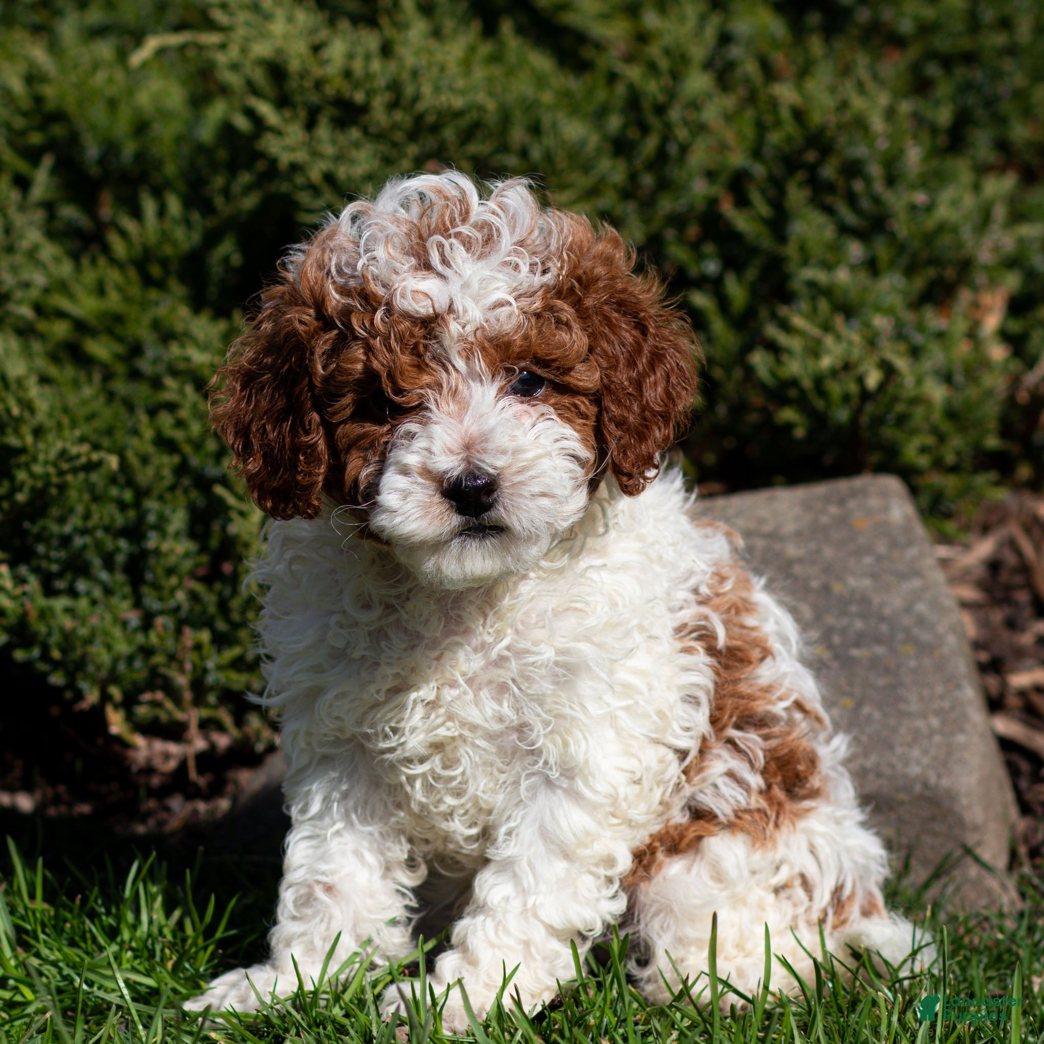 Standard Poodle dogs Blake Poodle Puppy  - Ad 2