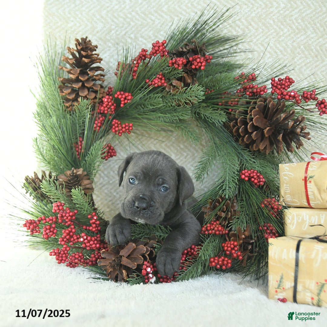 Cane Corso dogs for sale: Zane - Ad 12