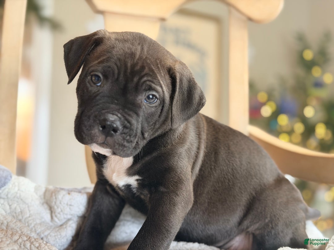 Mixed Breed dogs for sale: Chonk - Ad 3