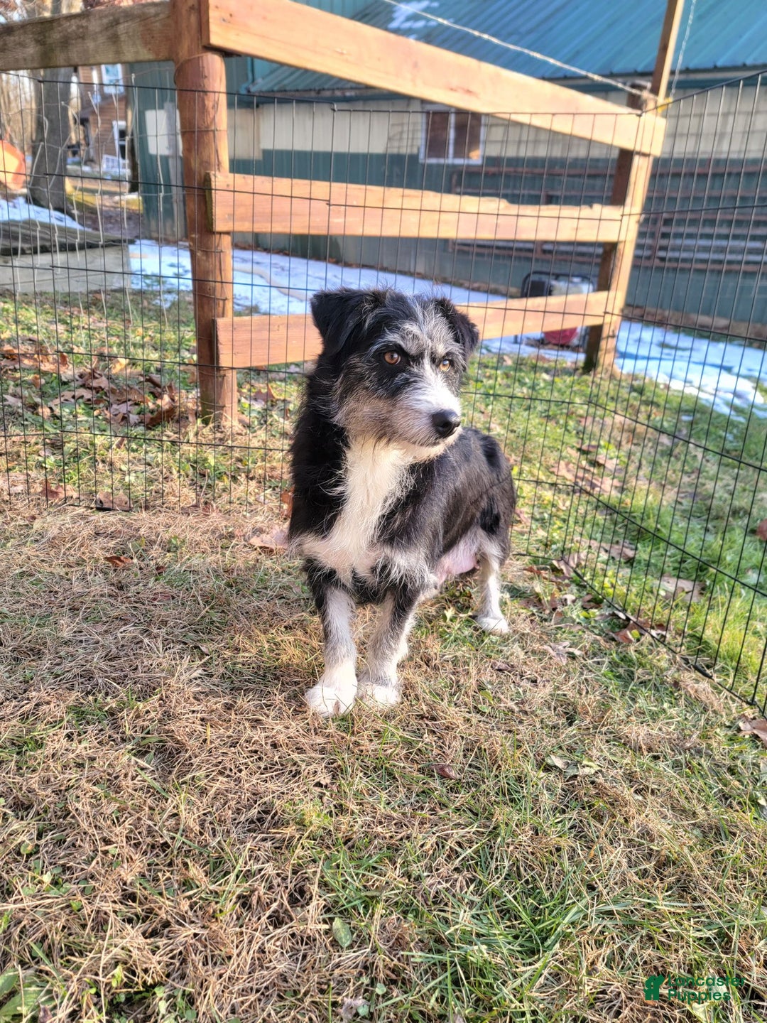 Mixed Breed dogs for sale: Patty - Ad 9