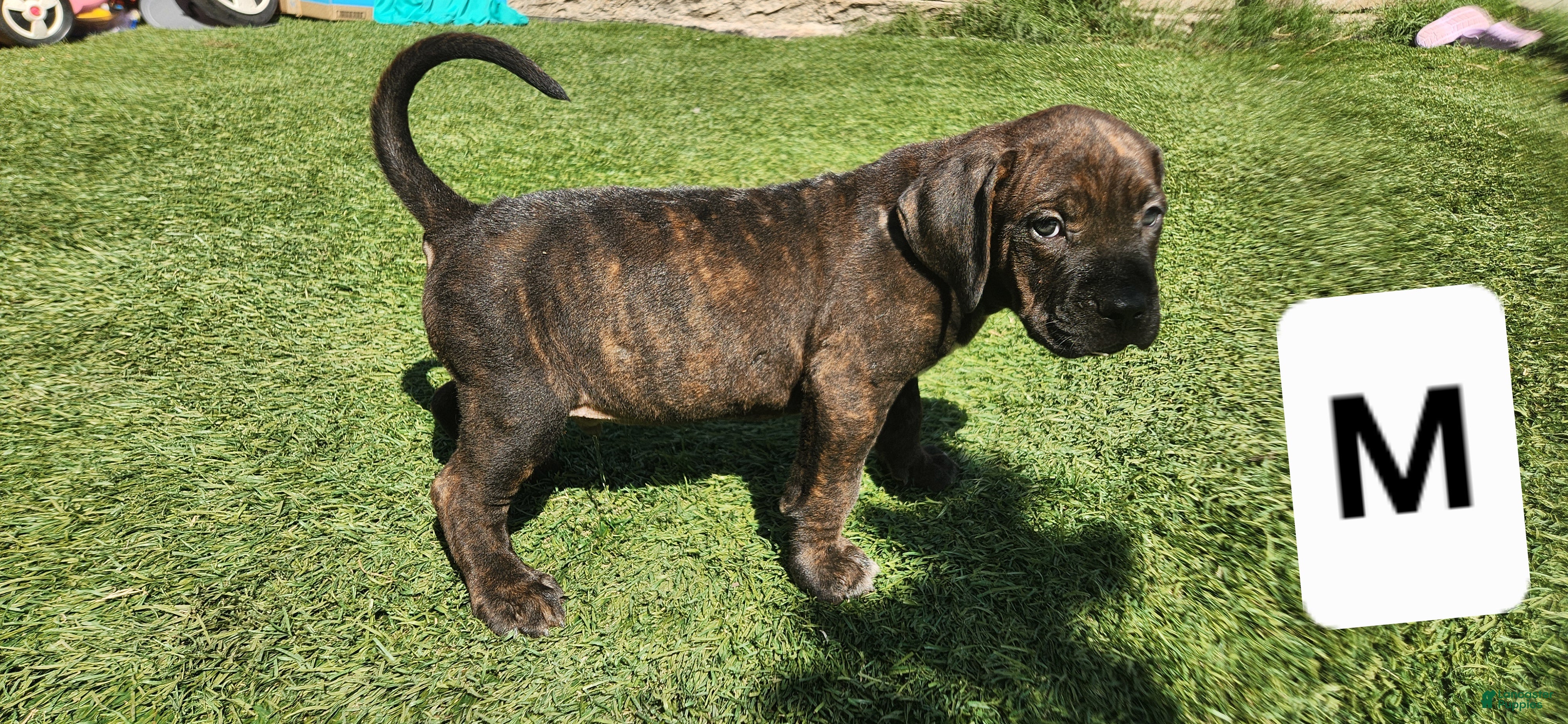 Mixed Breed dogs Mixed Breed 8 - Ad 16