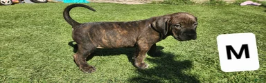 Mixed Breed 8