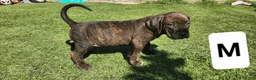 Mixed Breed dogs for sale: Mixed Breed 8 - Ad 1