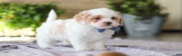 Cavapoo dogs for sale: Loki - Ad 3