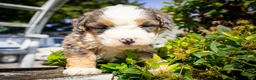 Mixed Breed dogs for sale: Concha - Ad 3