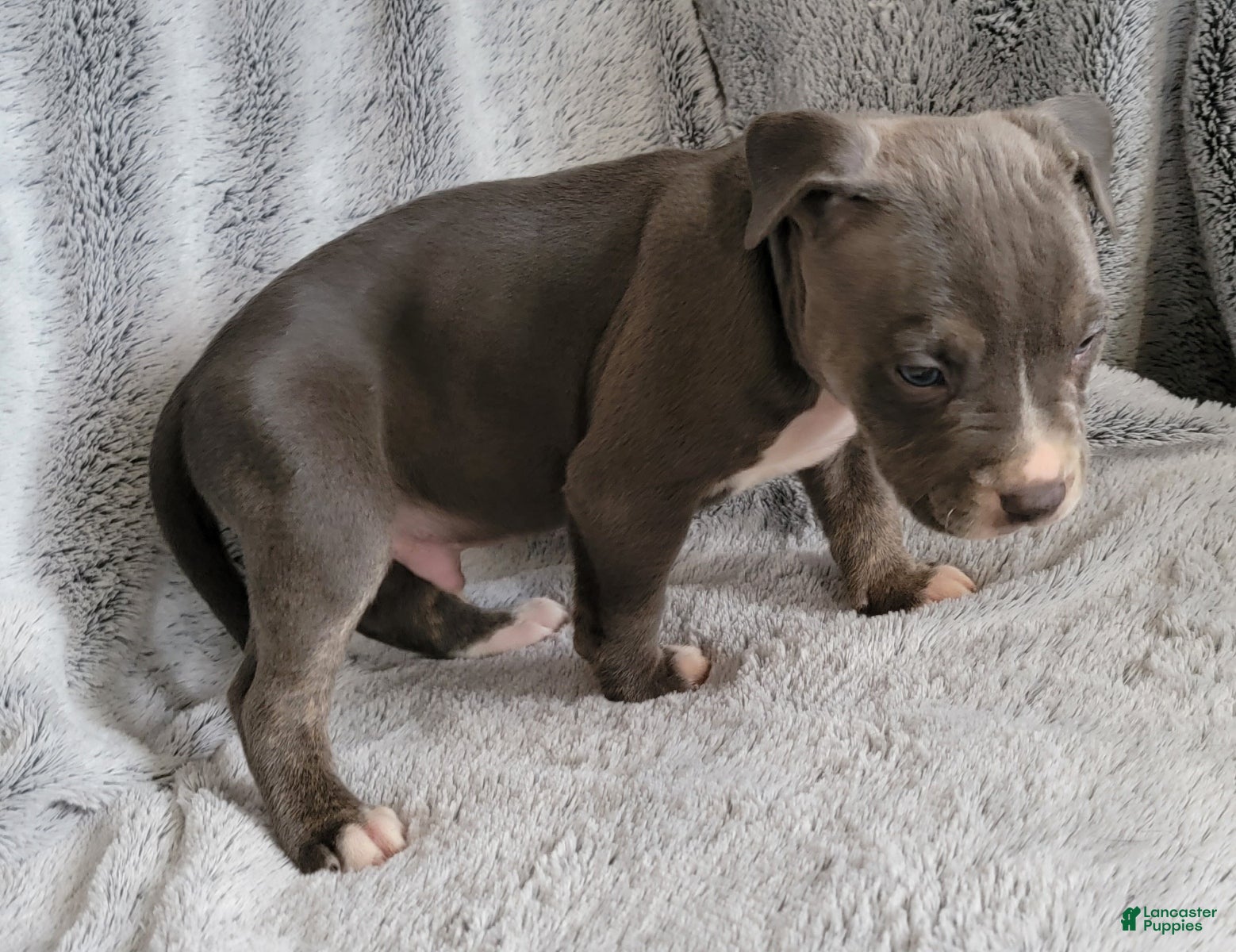 American Bully dogs Clide - Ad 33