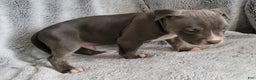 American Bully dogs for sale: Clide - Ad 1
