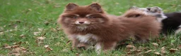 Pomsky dogs for sale: Kisses - Ad 4