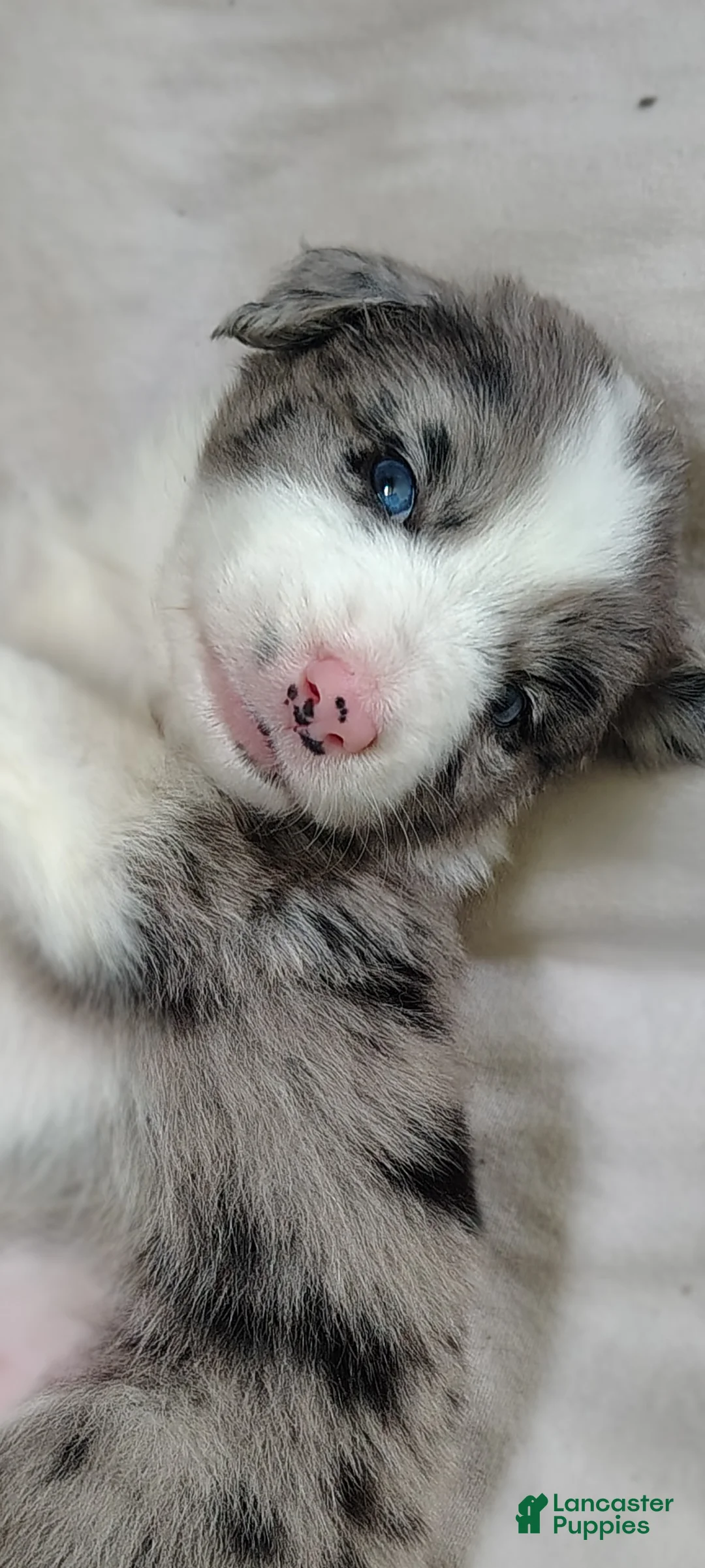 Australian Shepherd dogs for sale: Frank/ male Australian Shepherd  - Ad 2
