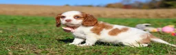 Cavalier King Charles Spaniel dogs for sale: Lola - Ad 4