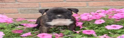 Boxer dogs for sale: Stella - Ad 12