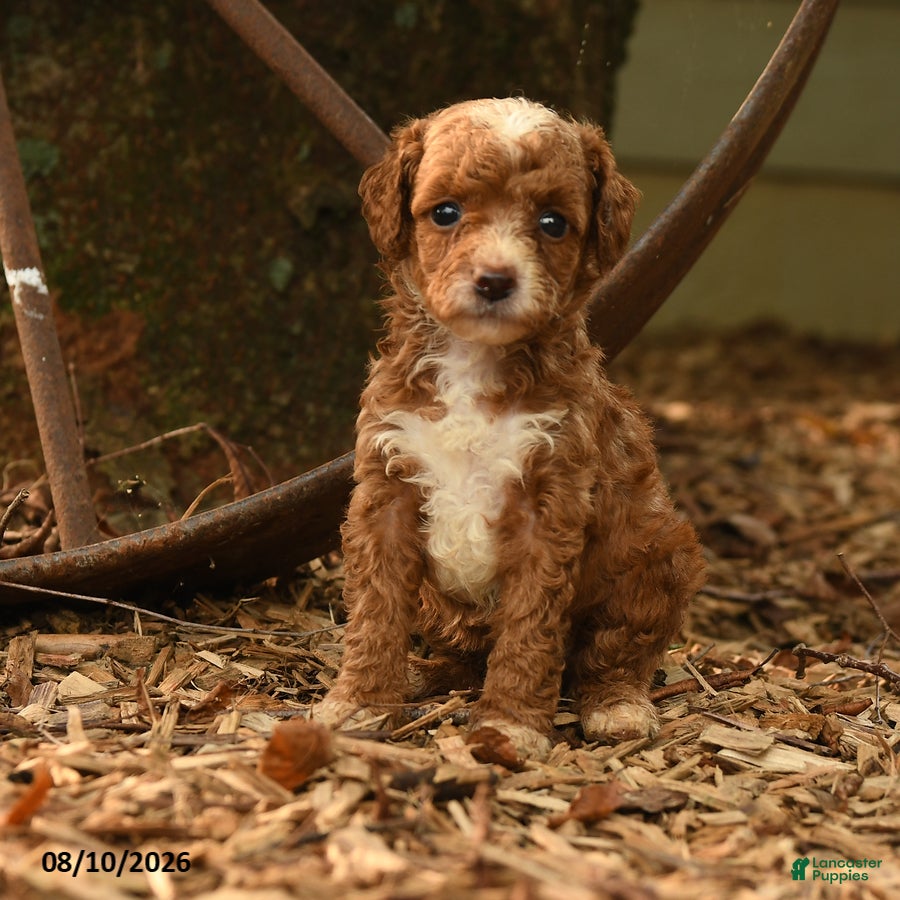 Goldendoodle dogs Hazel - Ad 1