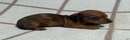 Miniature Dachshund dogs for sale: AKC Wynona delivery available  - Ad 3