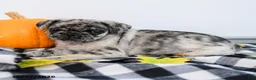Pug dogs for sale: Palmer - Ad 4
