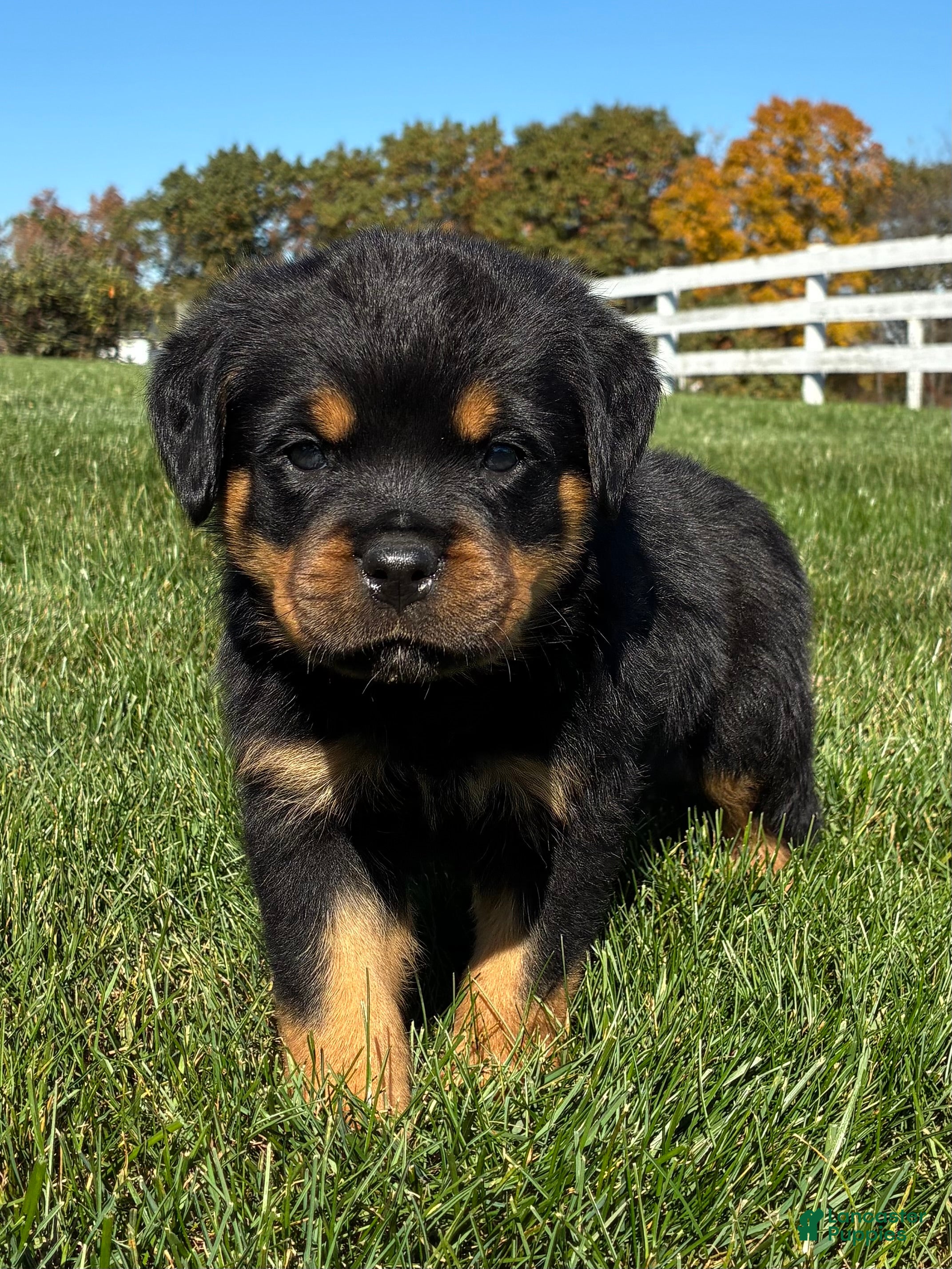 Rottweiler dogs for sale: Rex - Ad 1