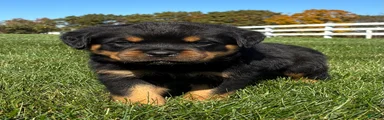 Rex