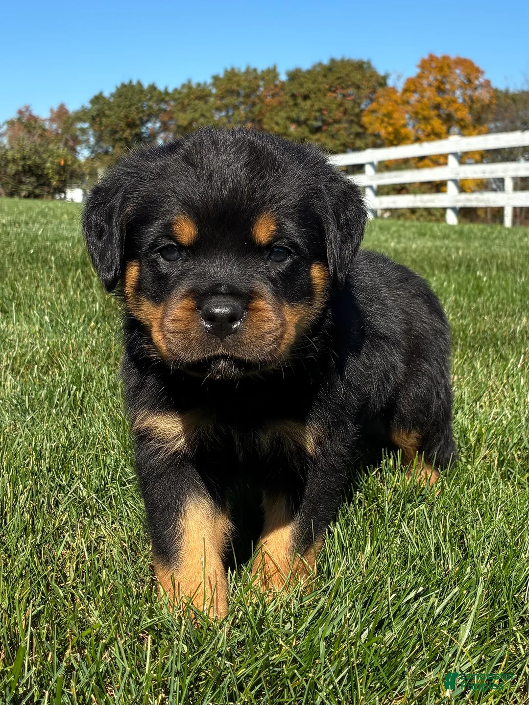 Rottweiler dogs for sale: Rex - Ad 1