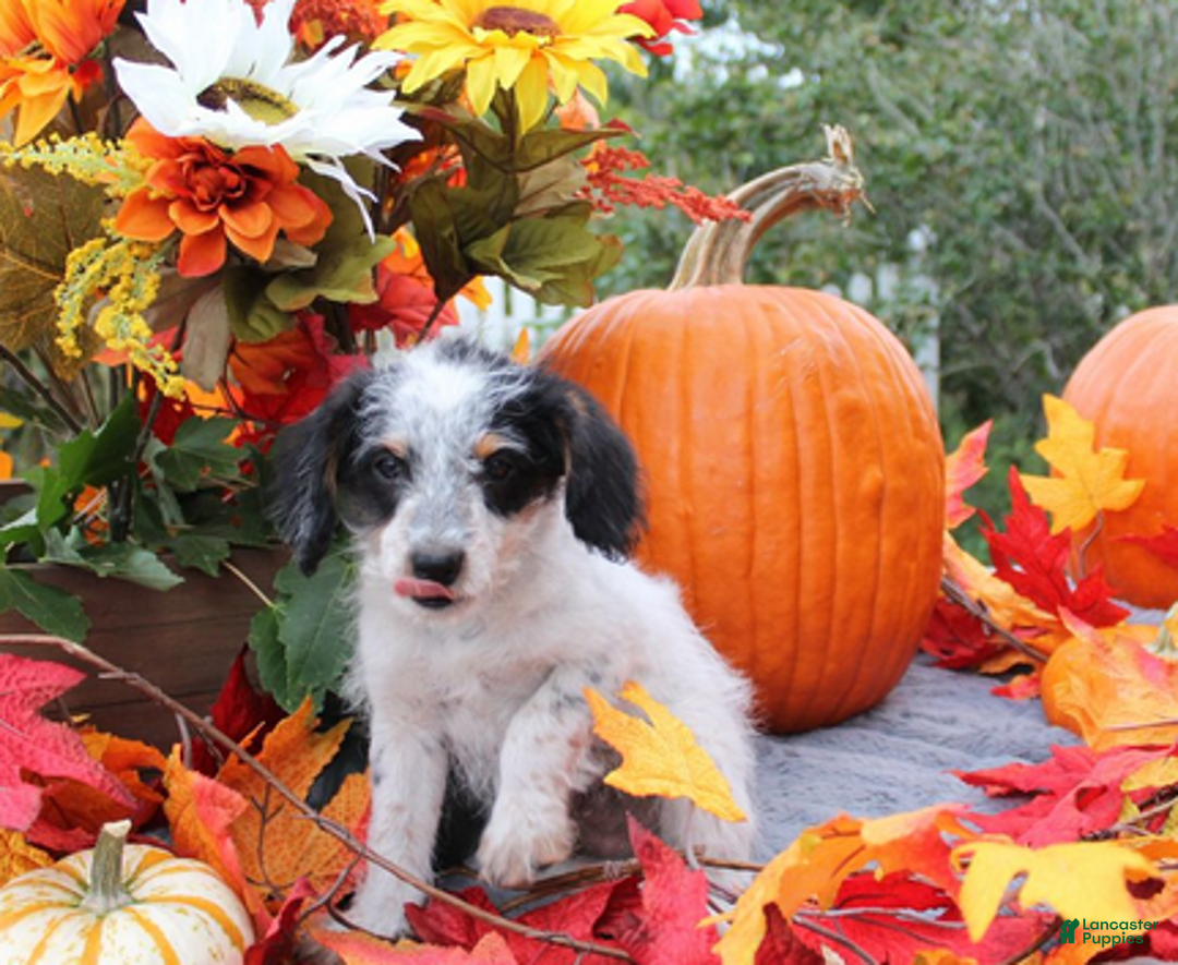 Aussiedoodle dogs for sale: Chip - Ad 5