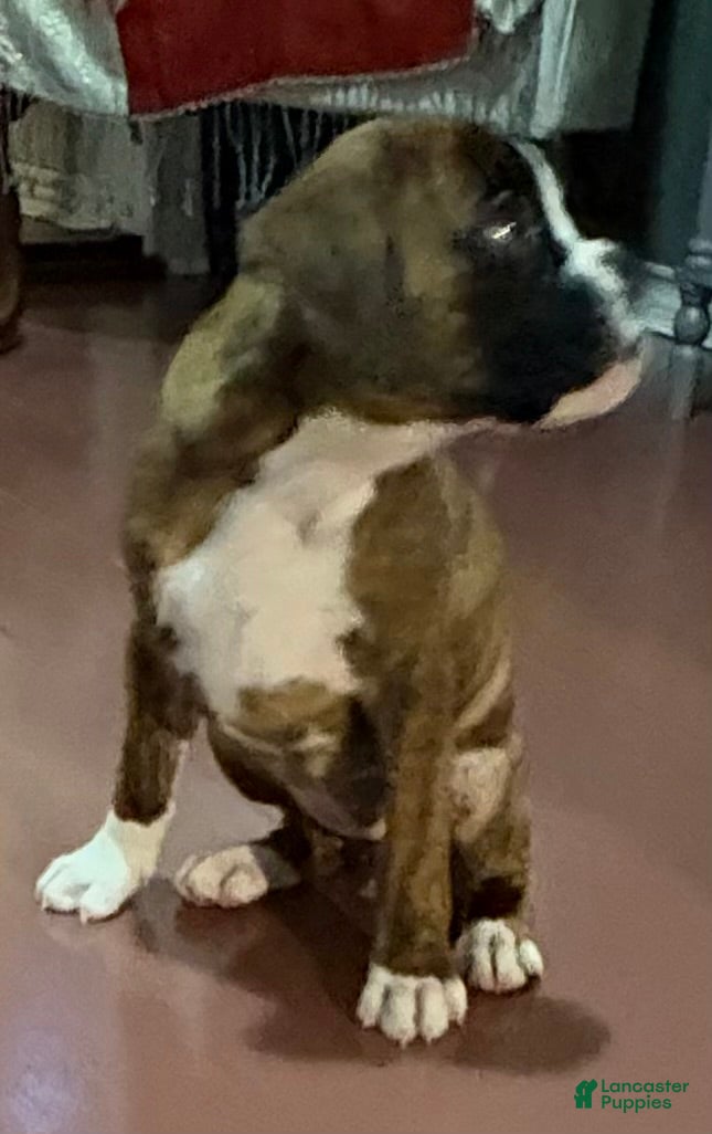 Boxer dogs Bella - Ad 1