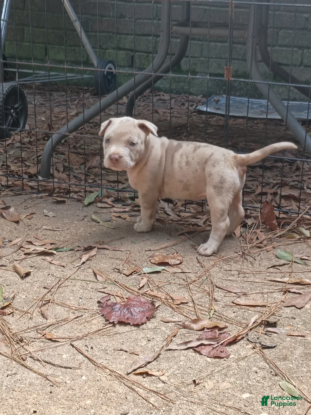 Mixed Breed dogs for sale: Mixed Breed Puppy 1 - Ad 2