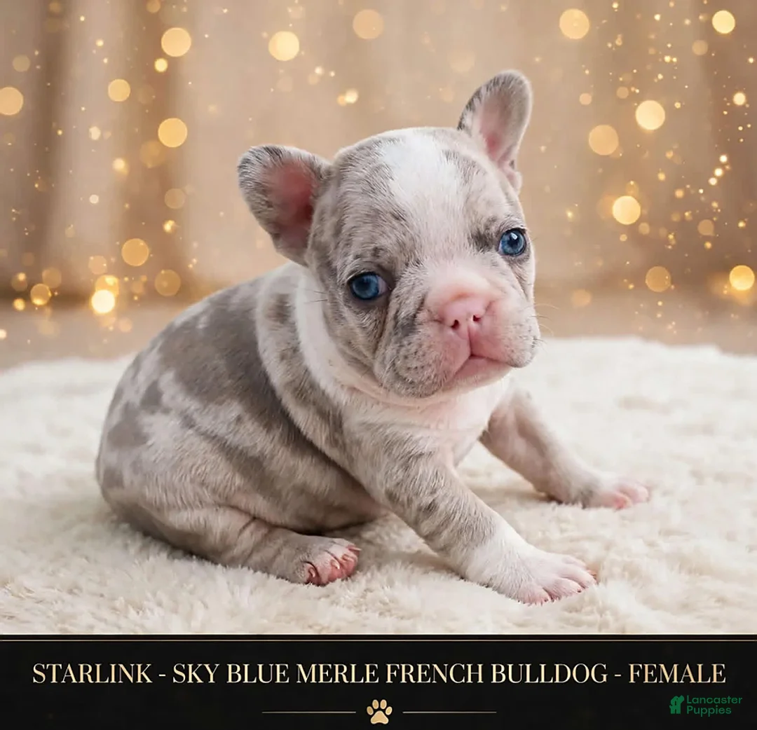 French Bulldog dogs for sale: Starlink - Ad 1