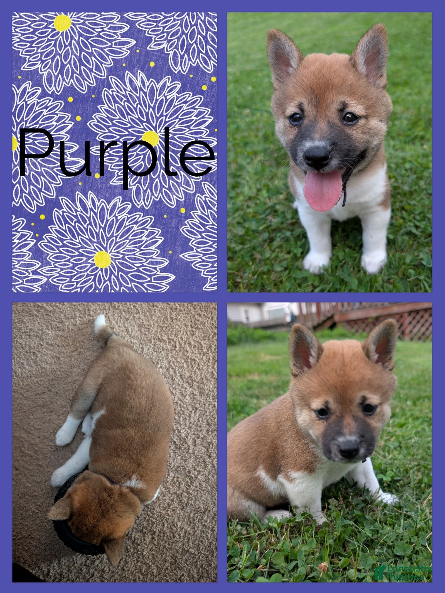 Shiba Inu dogs Iris - Ad 36
