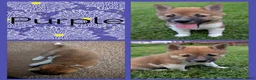 Shiba Inu dogs for sale: Iris - Ad 1