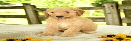 Mini Goldendoodle dogs for sale: Troy - Ad 9