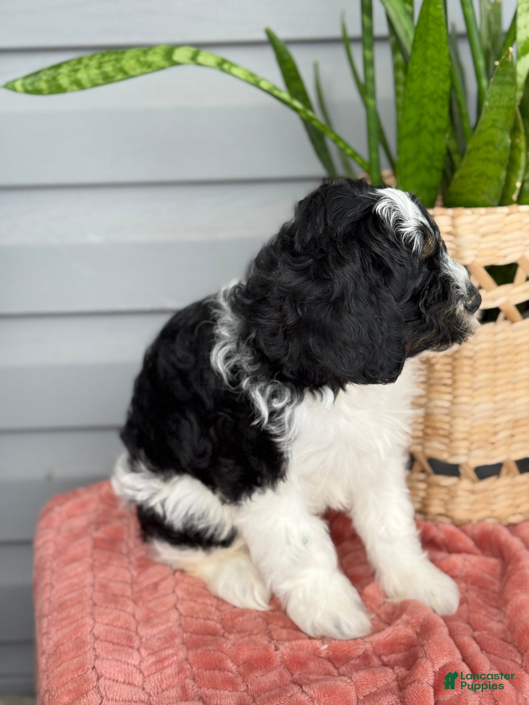 Mini Bernedoodle dogs for sale: Fenway - Ad 8