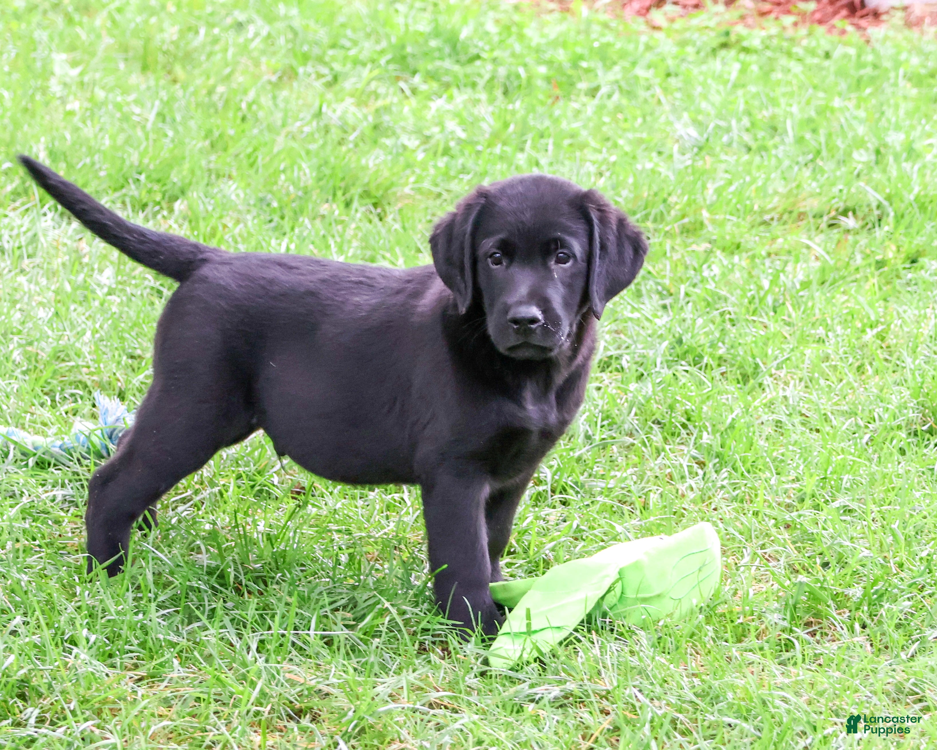 Labrador Retriever dogs Mario - Ad 1