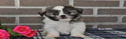 Shih Tzu dogs for sale: Kendra - Ad 5