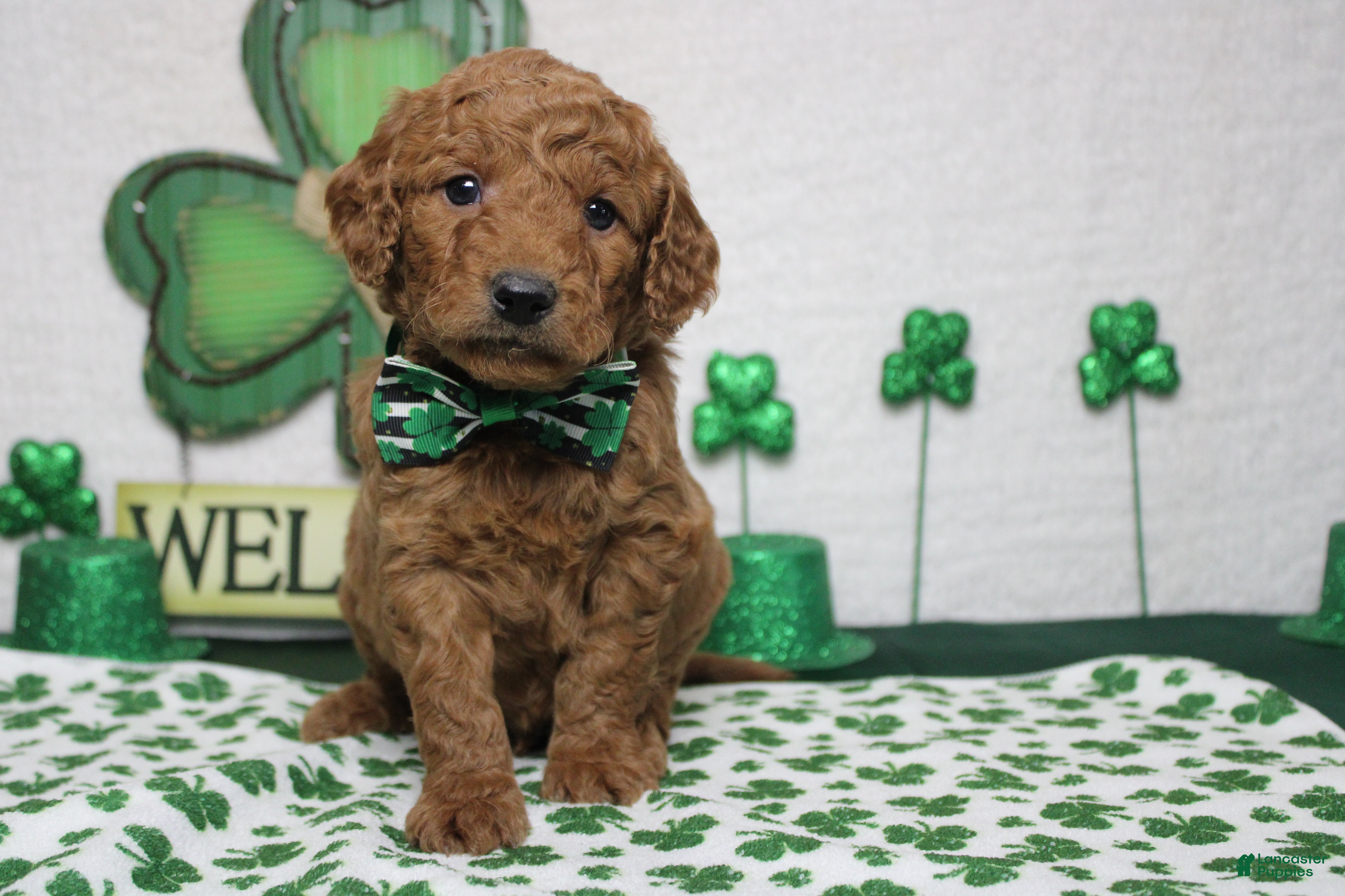 Goldendoodle dogs RC  - Ad 4