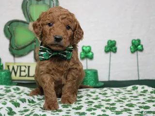 Goldendoodle dogs RC - Ad 4