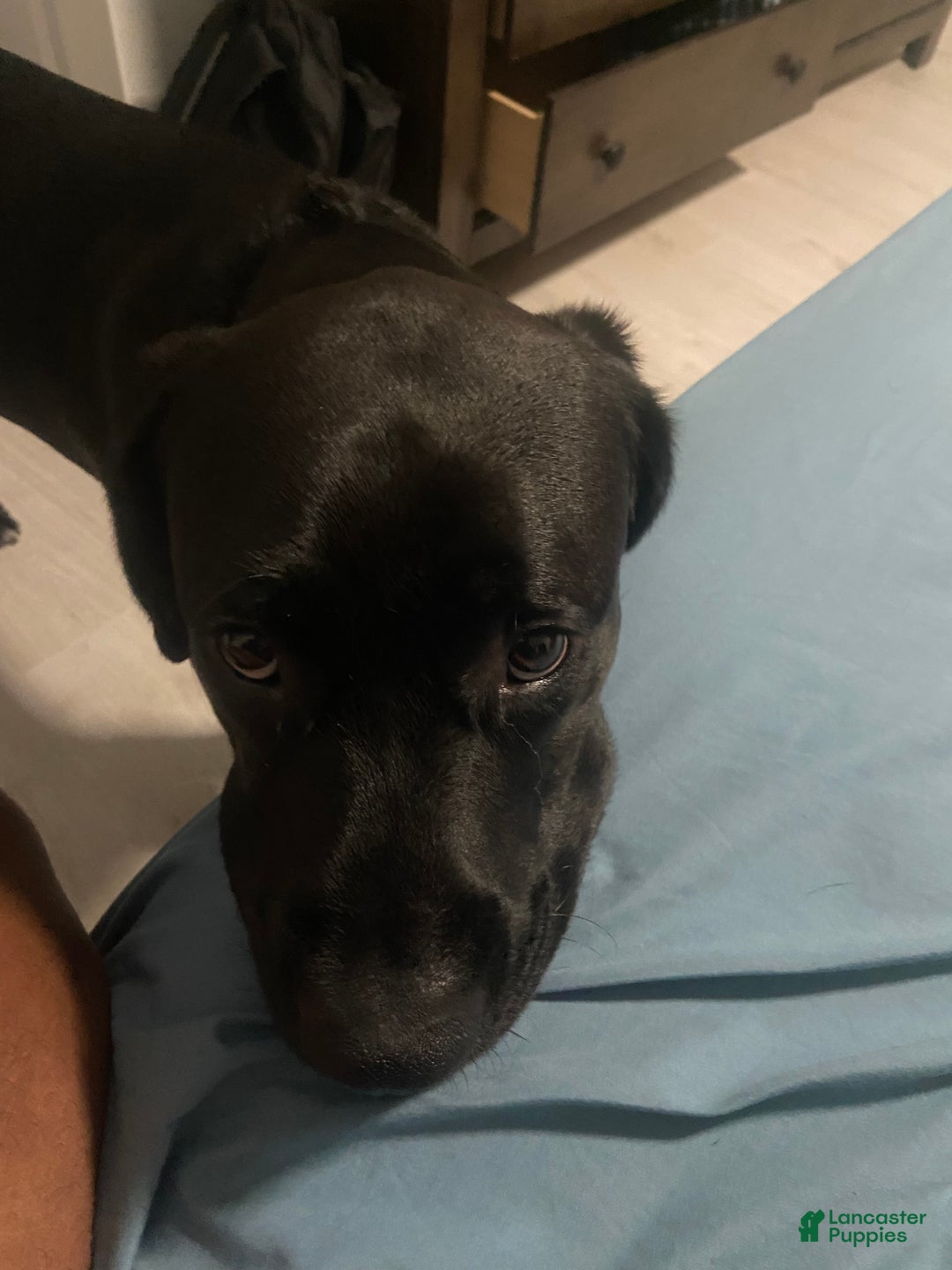 Mixed Breed dogs for sale: Mixed Breed Puppy 1 - Ad 4