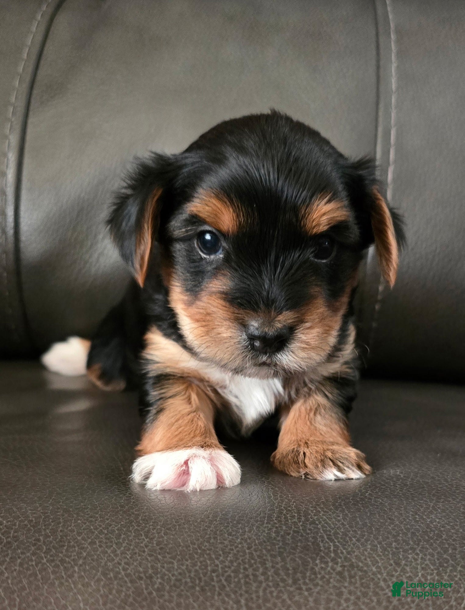 Yorkshire Terrier dogs for sale: Boots  - Ad 2